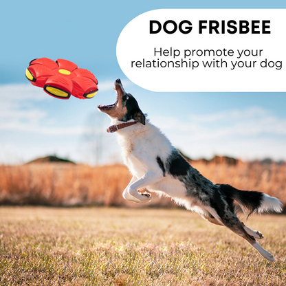 Dog Ball and Frisbee, 2 in 1